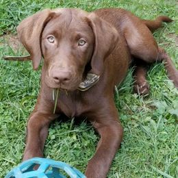 Labrador Retrievers from LB Labradors