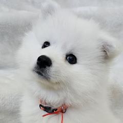 American Eskimo Dog Puppies from SoCal American Eskimos