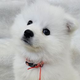 American Eskimo Dog Puppies from SoCal American Eskimos