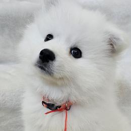 American Eskimo Dog Puppies from SoCal American Eskimos