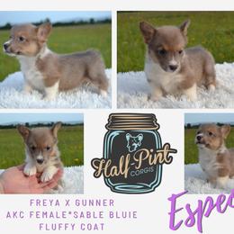 Girl 1 - female Pembroke Welsh Corgi puppy in Poteau, Oklahoma from Half-Pint Corgis