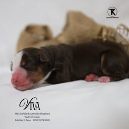 Viva- RTF - Red tri-color female Australian Shepherd puppy in Nacogdoches, Texas from TK Standard, Mini, & Toy Aussies