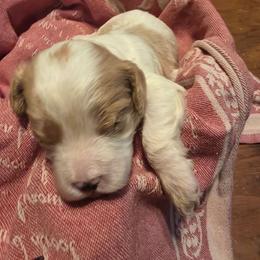 Cupid - Blenheim male Cavapoo puppy in Auburn, California from Gold Country Doodles