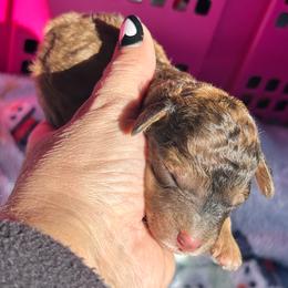 AKC Happy - Brown male Poodle puppy in Athens, Tennessee from Paws & Kisses