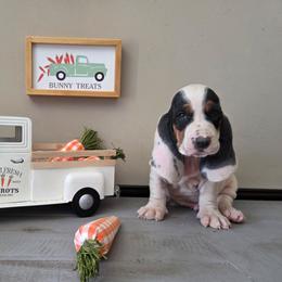 Valcor - Black white and brown male Basset Hound puppy in Denison, Texas from Emma Lou's Baby Bassets