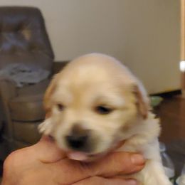Chihuahuas from Lynda pups