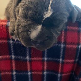 Girl3 - Gray brindle female Cane Corso puppy in Richmond, Kentucky from AK&J Kentucky Corsos
