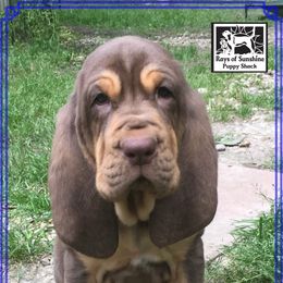 Bloodhound Puppies from Rays Of Sunshine Bloodhounds
