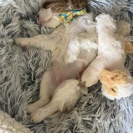 Cavalier King Charles Spaniel Puppies from Victory Spaniels