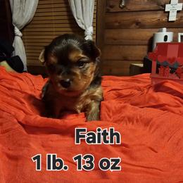 Faith - Black and tan female Morkie puppy in Terrell, Texas from PBJ Farms
