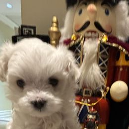 Burger - White male Maltese puppy in Miami, Florida from Cheery Pups