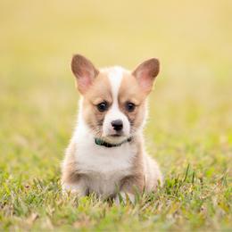 Mint collar female- Peach - Red female Pembroke Welsh Corgi puppy in Waverly Hall, Georgia from 6g Ranch Corgis