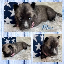 Siberian Husky Puppies from Freedom Run Acres