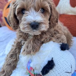 Aussiedoodle and Cavapoo Puppies from Pawsome Aussie Doodles and Oodles