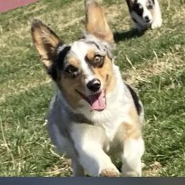 Reba - Pembroke Welsh Corgi