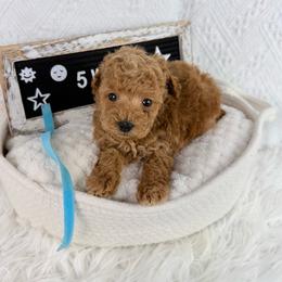 Blue - Red  male Poodle puppy in Florida from Adorable Toy-Miniature Poodles