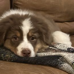 Caddie - Red tri-color female Australian Shepherd puppy in Watkins, Colorado from FoxRest Australian Shepherds