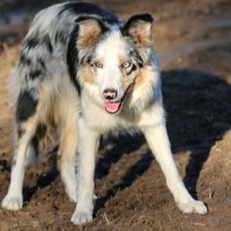 Border Collie puppies from Pinpoint Border Collies