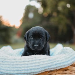 Labrador Retriever Puppies from Barefoot Kennels, LLC