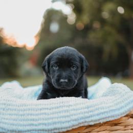 Labrador Retriever Puppies from Barefoot Kennels, LLC