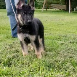 German Shepherd Puppies from Vom Feuerlands