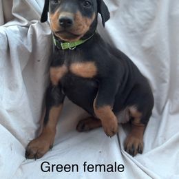 Green - Black and rust female Doberman Pinscher puppy in New Ipswich, New Hampshire from Fox Farm Kennel