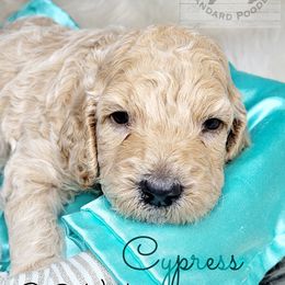 Poodle Puppies from Serene Arenas' Standard Poodles