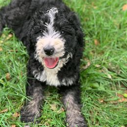 Bernedoodle and Goldendoodle Puppies from Country View Bernedoodles and Goldendoodles