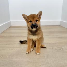 Kaiju - Red male Shiba Inu puppy in Houston, Texas from Sakura Blossom Shibas