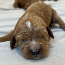 Arthur - Red male Cavapoo puppy in Midland, North Carolina from Rocky River Cavapoos