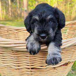 Zeus - Black and silver male Miniature Schnauzer puppy in Akeley, Minnesota from Great Northern Schnauzers