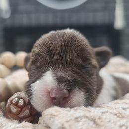 Orange - Parti female Miniature Schnauzer puppy in Las Vegas, Nevada from Knock & Bark Miniature Schnauzer