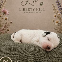 X - Tri-color male Australian Labradoodle puppy in Denton, Texas from Liberty Hill Labradoodles