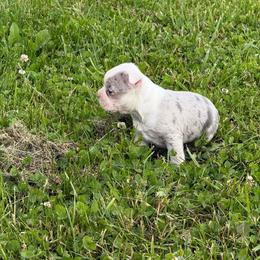 Boy 1 - Lilac male Boston Terrier puppy in Chillicothe, Ohio from 740 kennels