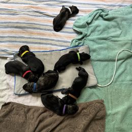 Shiloh Shepherd puppies from Blue Moon Shilohs