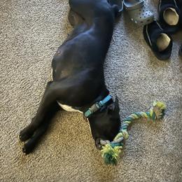 Boxer Puppies from Jarrells AKC Boxers of NC