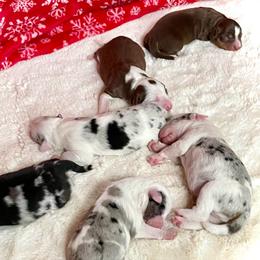 6 Boys - Blue merle male Australian Shepherd puppy in Burkesville, Kentucky from Bline’s Awesome Aussies & Doxies at the Bline Family Farm