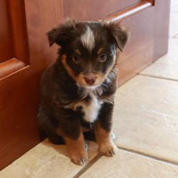 River - Red tri male Toy Australian Shepherd puppy in Albia, Iowa from J Bar M Toy and Mini Aussies