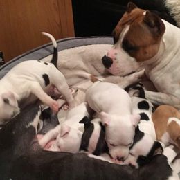 American Staffordshire Terrier Puppies from Ohana Amstaffs