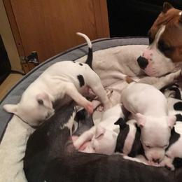 American Staffordshire Terrier Puppies from Ohana Amstaffs