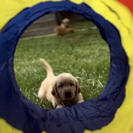 Golden Retrievers from Carolina Breeders Family