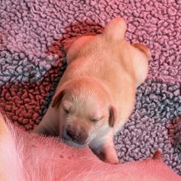 Pancake - Yellow female Labrador Retriever puppy in Manchester, Maryland from TMK Labradors
