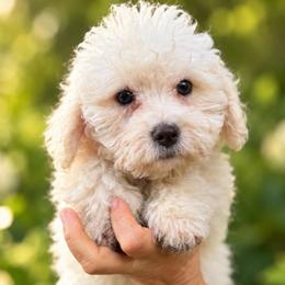 Elsa - White female Bichon Frise puppy in Chattanooga, Tennessee from Joyfull Pals