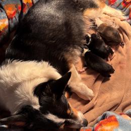 Pembroke Welsh Corgi puppies from Rocking Ridge Ranch