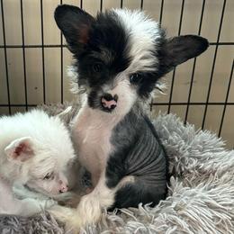 Tri color hhl boy - Black white and tan male Chinese Crested puppy in Rockvale, Tennessee from Cosmic Chinese Cresteds & Wind-Echo Poodles