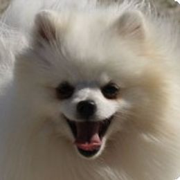 Pomeranian All Grown Up from ShowPomeranians