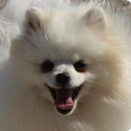 Pomeranian All Grown Up from ShowPomeranians