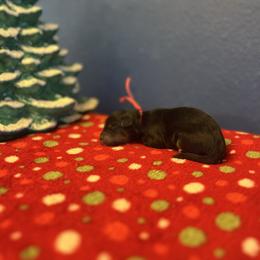Hot pink - Tri-color female Bernedoodle puppy in Casper, Wyoming from 307 Doodles