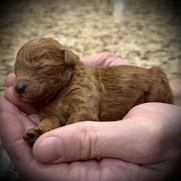 Colby - Red  male Poodle puppy in Stokesdale, North Carolina from His and Hers Poodles and Doodles