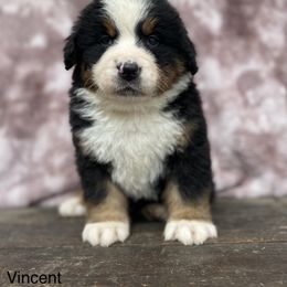 Vincent - Black rust and white Bernese Mountain Dog puppy in New Haven, Indiana from Milan Berners